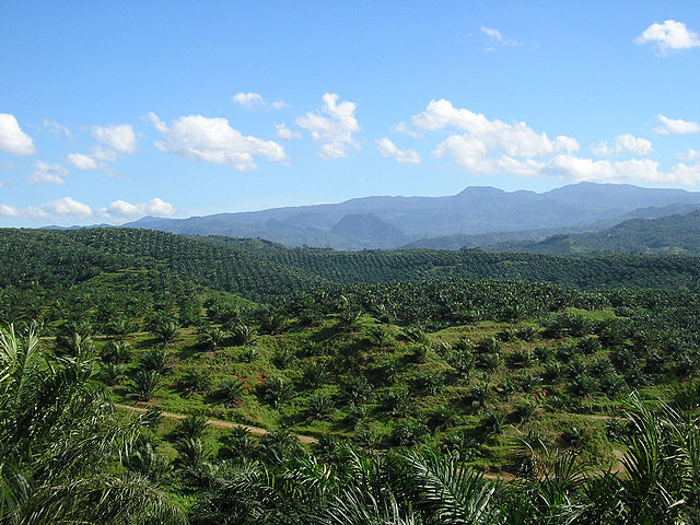 A palm oil plantation in Indonesia